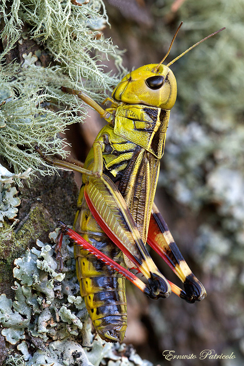 Arcyptera fusca (Acrididae, Gomphocerinae)